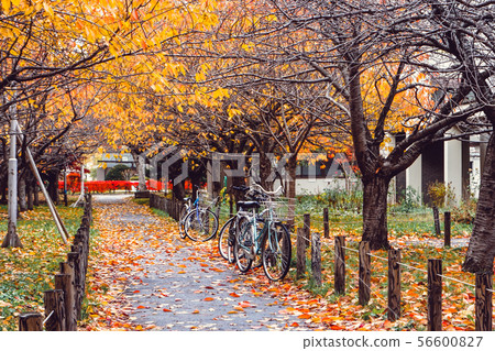 Bicycle in Autumn season at Park Bicycle in Autumn season at Park 56600827