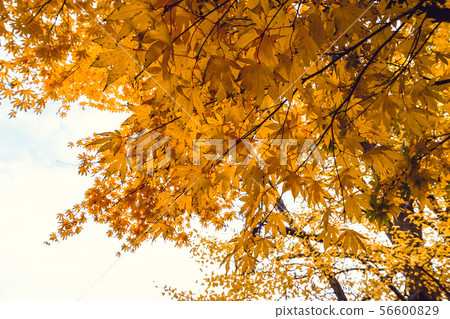 Autumn season of tree and leaves Autumn season of tree and leaves 56600829