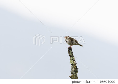 Flying Binzui 56601000