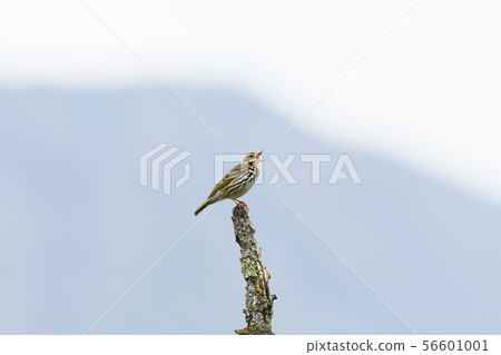 Flying Binzui 56601001