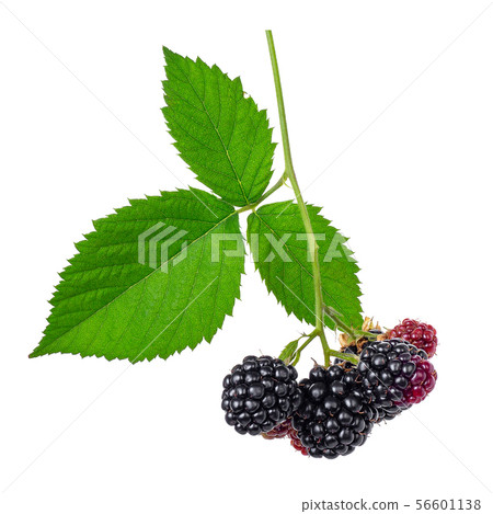 branch of blackberries isolated on white branch of blackberries isolated on white 56601138