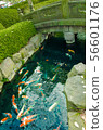 鯉魚 56601176