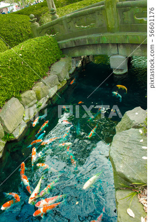 鯉魚 鯉魚 56601176