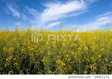 blooming rapeseed field blooming rapeseed field 56601178