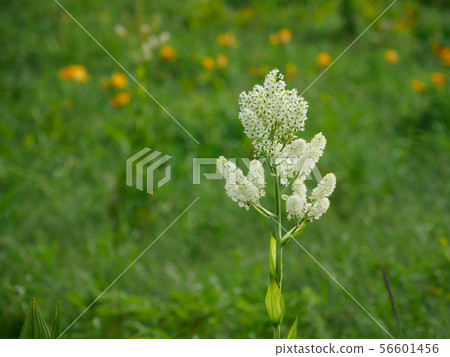 Koume Azusa in the summer virgin garden 56601456