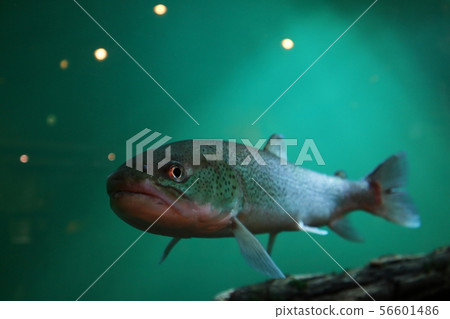 Phantom fish Ito 56601486