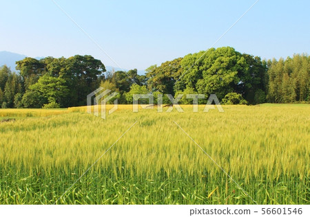 秋天的景色 秋天的景色 56601546