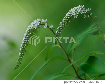 Beautiful Okatranoo with white ears Beautiful Okatranoo with white ears 56601615