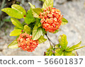 橙花 56601837