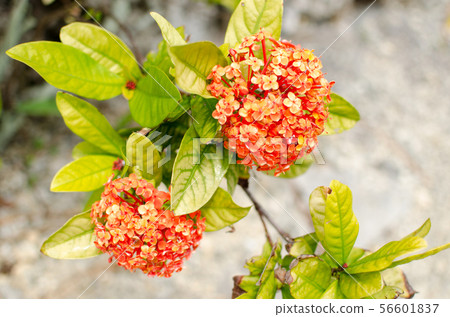 橙花 橙花 56601837