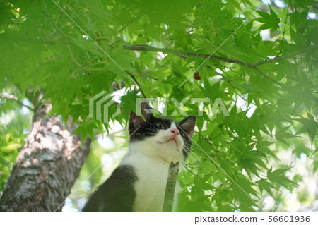 Kitten, climbing tree, stray cat, cat, maple, July, black and white, Momo-chan Kitten, climbing tree, stray cat, cat, maple, July, black and white, Momo-chan 56601936