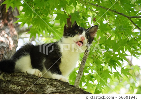 Kitten, climbing tree, stray cat, cat, maple, July, black and white, Momo-chan Kitten, climbing tree, stray cat, cat, maple, July, black and white, Momo-chan 56601943