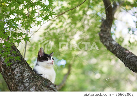 kitten climbing tree