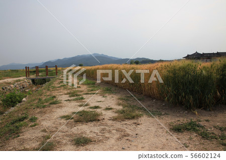 Gyeongju, Bunhwangsa, Barley Field 56602124