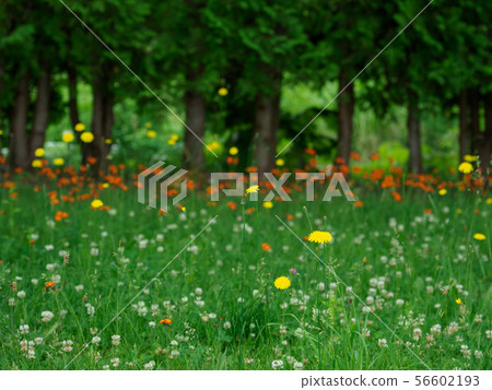 Hokkaido wild flowers 56602193
