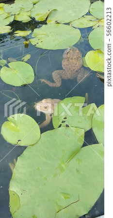 蓮花盆中的青蛙 56602213