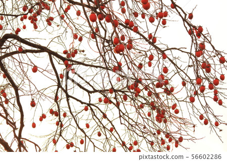 Shibu - kun 56602286