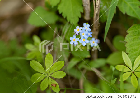 Ezomurasaki 56602372