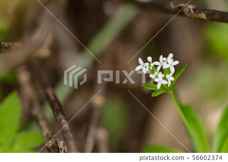 伍德拉夫 56602374