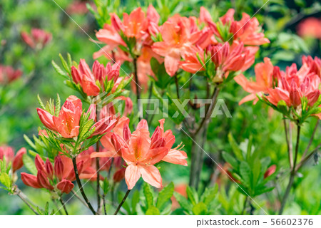 杜鵑花 杜鵑花 56602376