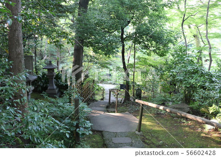 東京都港區南青山的根津博物館花園內兩邊綠化的人行道 東京都港區南青山的根津博物館花園內兩邊綠化的人行道 56602428