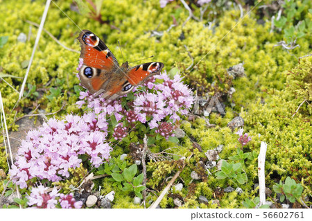 Peacock butterfly 56602761