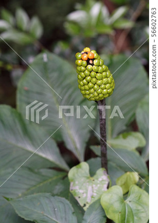 Ten'nanshiu 56602763