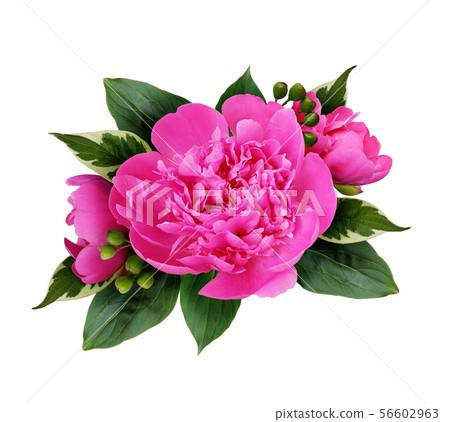 Peony flowers bouquet 56602963