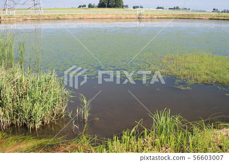 Biotope in Toyama City, Toyama Prefecture 56603007