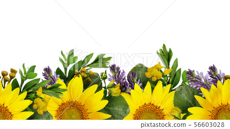 Sunflowers and wild flowers seamless border 56603028