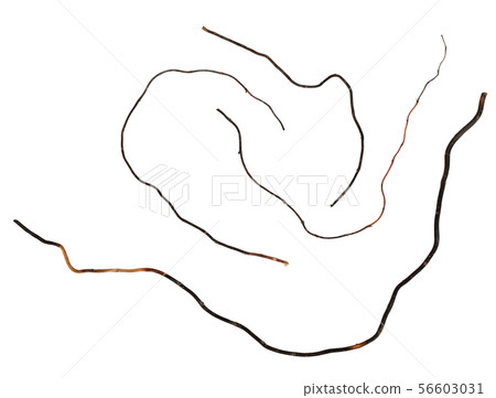 Dry twigs of curly williw 56603031