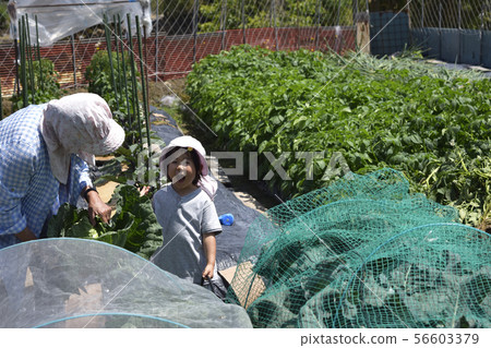 Grandpa and grandson harvesting vegetables from home garden 56603379