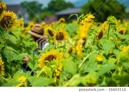 盛開的向日葵在夏日的天空[佐賀] 56603518