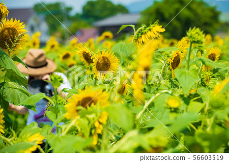 盛開的向日葵在夏日的天空[佐賀] 56603519