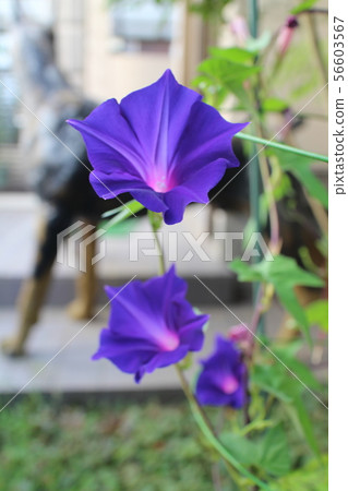 風鈴草牽牛花 風鈴草牽牛花 56603567