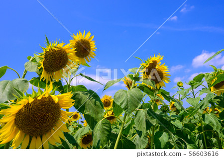 Blooming sunflowers in the summer sky [Saga] 56603616