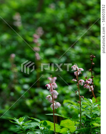 Kuruma lily safflower Kuruma lily safflower 56603932