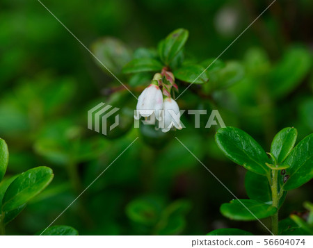 越橘花自然生長在高山市 越橘花自然生長在高山市 56604074