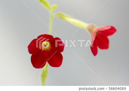 Flower pictures 56604089
