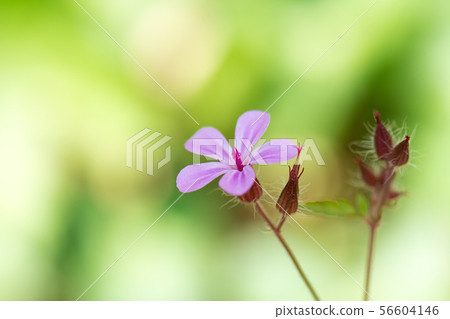 Flower pictures Flower pictures 56604146