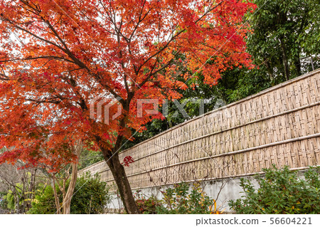 南禪寺附近的秋葉 南禪寺附近的秋葉 56604221