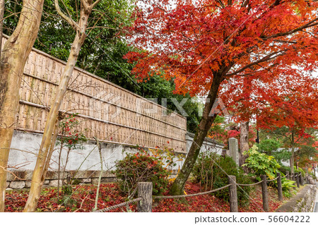 南禪寺附近的秋葉 56604222