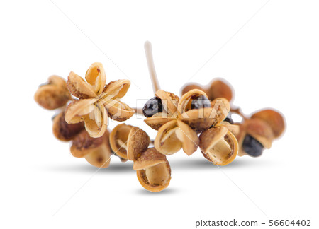 Zanthozylum limonella Alston on white background 56604402