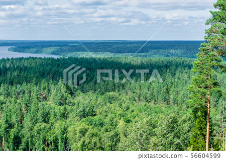 Aerial view of coniferous and mixed forest and Aerial view of coniferous and mixed forest and 56604599