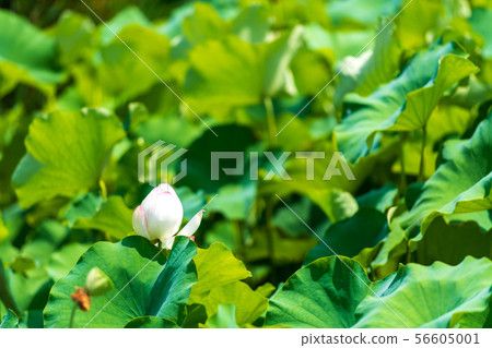 在初夏盛開的兩千年蓮花[佐賀] 56605001