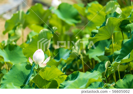 在初夏盛開的兩千年蓮花[佐賀] 56605002
