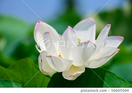 在初夏盛開的兩千年蓮花[佐賀] 56605084