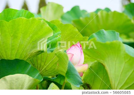 在初夏盛開的兩千年蓮花[佐賀] 56605085