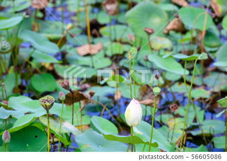 在初夏盛開的兩千年蓮花[佐賀] 56605086