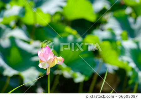 在初夏盛開的兩千年蓮花[佐賀] 56605087